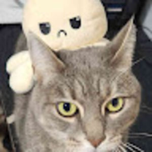 Meet your Posher, Allen